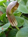 Miniatura para Arisarum simorrhinum