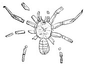 Illustration of a fossil of the Carboniferous-Permian spider Arthrolycosa. Charles Emerson Beecher (1889). Arthrolycosa antiqua, Beecher illustration.jpg