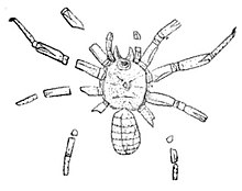 Arthrolycosa antiqua, Beecher илюстрация.jpg