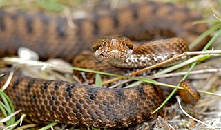 <i>Vipera aspis</i> Species of snake