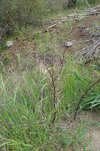 File:Asparagus acutifolius kz3.jpg