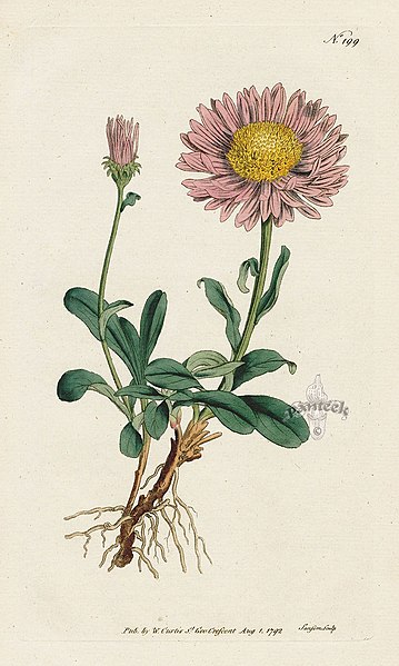 File:Aster alpinus drawing.jpg