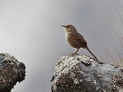 Asthenes maculicauda - Scribble-tailed Canastero; Pongo, La Paz, Bolivia (cropped).jpg