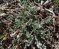 Astragalus calycosus var. calycosus