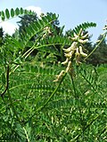 Miniatura para Astragalus falcatus