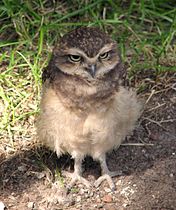 Athene-cunicularia-burrowing-owl-0b.jpg