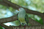 Thumbnail for Atoll fruit dove