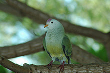 Atoll Fruit-dove (Ptilinopus coralensis).jpg