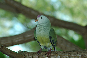 Descrição da imagem Atoll Fruit-dove (Ptilinopus coralensis) .jpg.