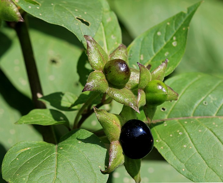 File:Atropa belladonna Prague 2011 2.jpg