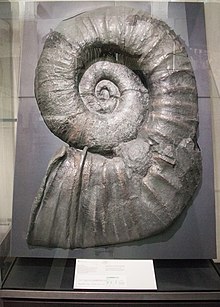 The giant L. taharoaense, Auckland War Memorial Museum Auckland War Memorial Museum, Giant ammonite 2016-01-21.jpg