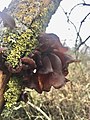 Auricularia auricula-judae 109485394.jpg