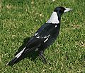 Koorlbardi (Magpie)