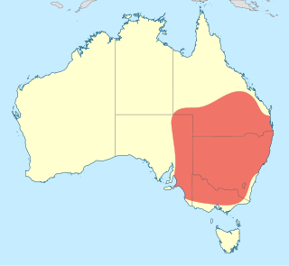 <i>Austrogomphus australis</i> Species of dragonfly