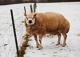 En to-årig belgisk Beltex-ram