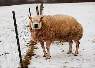 <span class="mw-page-title-main">Beltex</span> Breed of sheep