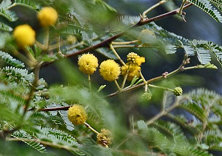 Vachellia_nilotica