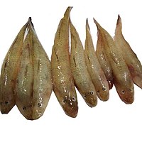 Baila-bele-fish.jpg