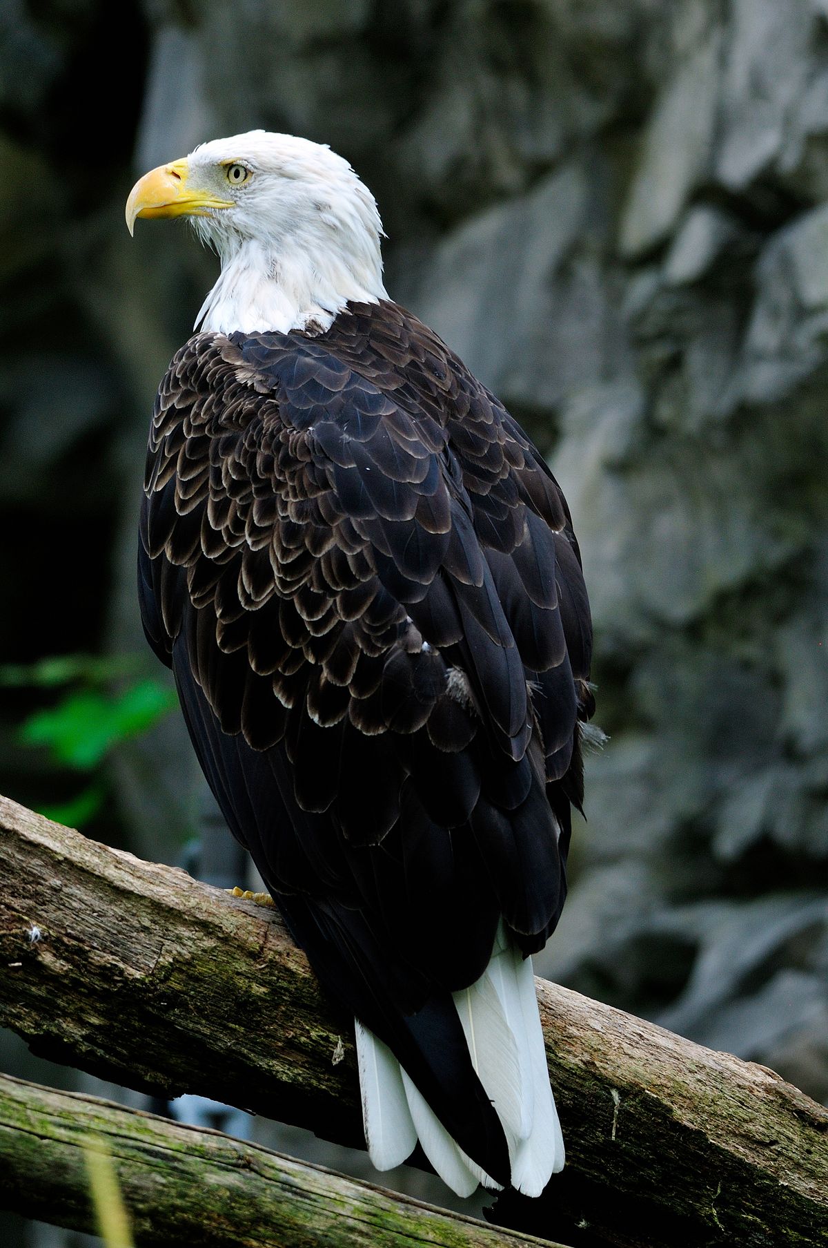 Bald Eagle (Haliaeetus leucocephalus)