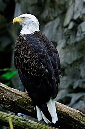 Bald eagle (Haliaeetus leucocephalus) at the North America exhibit. BaldEagle (Haliaeetus leucocephalus).jpg