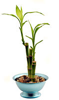 Bamboo-houseplant.jpg