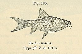 Barbus mimus