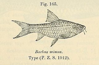 Ewaso Nyiro barb species of ray-finned fish in the Cyprinidae family