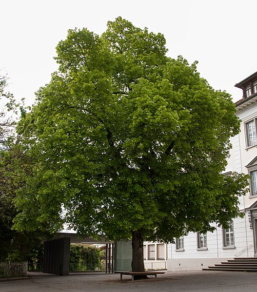 File:Bastard-Linde beim Schulplatz.jpg