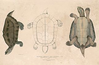 <span class="mw-page-title-main">Three-striped roofed turtle</span> Species of turtle