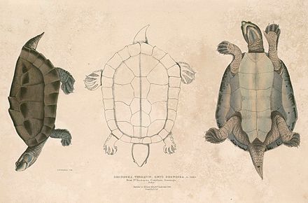 Симметрия черепахи. Батагур черепаха. Карапакс и пластрон черепахи. Batagur borneoensis. Строение черепахи карапакс и пластрон.