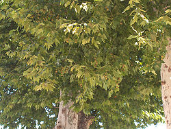 Puistoplataani (Platanus × hispanica)