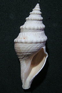 <i>Bathytoma prodicia</i> species of mollusc