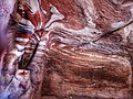 Variegated sandstone in artificial cave, Umm Ishrin Formation, Cambrian, Jordan