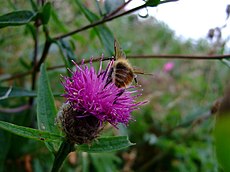 Bee on knapweed (Centaurea nigra) - geograph.org.uk - 942640.jpg