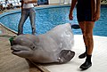 A 6 year old beluga, Mila, at a show in DolphinLand at BeachPark, Antalya, Turkey. 07.12.2006