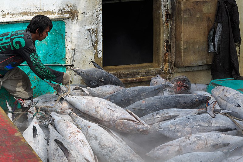 File:Benoa Bali Indonesia Unloading-Tuna-in-Benoa-Harbour-01.jpg