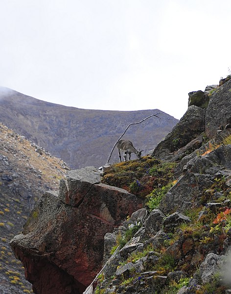 File:Bharal, Himalayan blue sheep.jpg