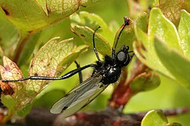 Bibio ferruginatus macho.