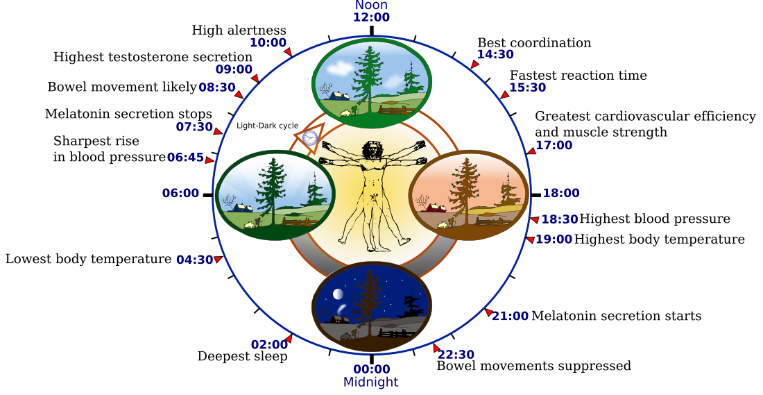 Circadian rhythm