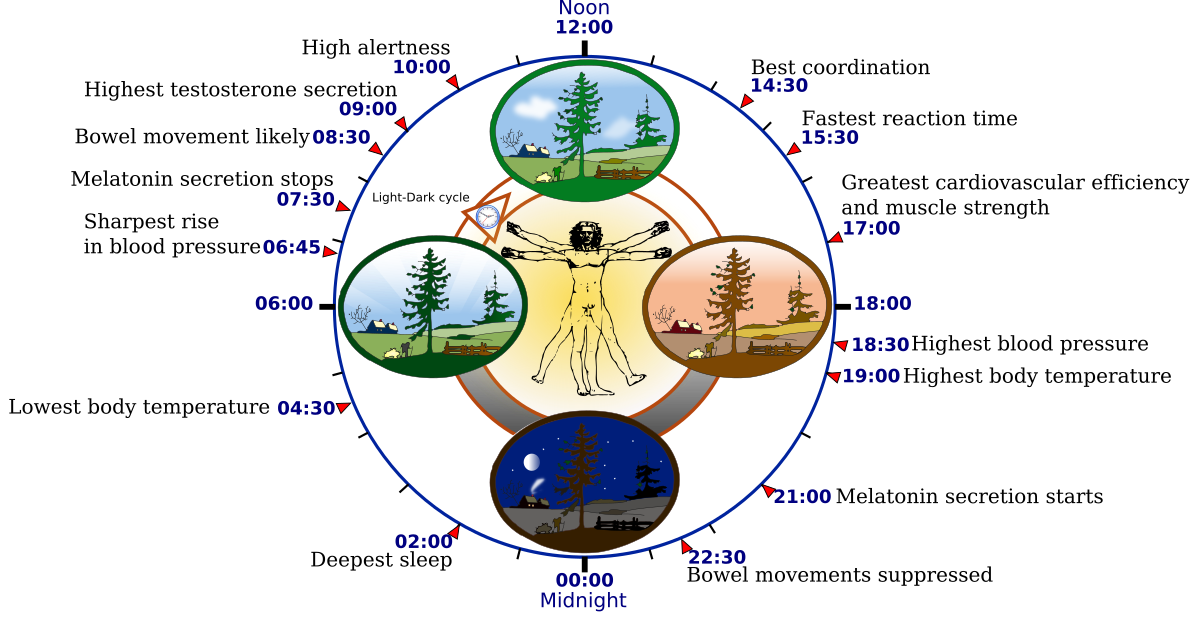 circadian rhythm diurnal vs nocturnal