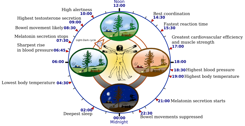 File:Biological clock human.svg
Description	Overview of biological circadian clock in humans.
Biological clock affects the daily rhythm of many physiological processes. This diagram depicts the circadian patterns typical of someone who rises early in morning, eats lunch around noon, and sleeps at night (10 p.m.). Although circadian rhythms tend to be synchronized with cycles of light and dark, other factors - such as ambient temperature, meal times, stress and exercise - can influence the timing as well.
Date	4 November 2007
Source	The work was done with Inkscape by YassineMrabet. Informations were provided from "The Body Clock Guide to Better Health" by Michael Smolensky and Lynne Lamberg; Henry Holt and Company, Publishers (2000). Landscape was sampled from Open Clip Art Library (Ryan, Public domain). Vitruvian Man and the clock were sampled from Image:P human body.svg (GNU licence) and Image:Nuvola apps clock.png, respectively.
Author	NoNameGYassineMrabetTalk✉ fixed by Addicted04
Permission
(Reusing this file)	GFDL free licence (see below)