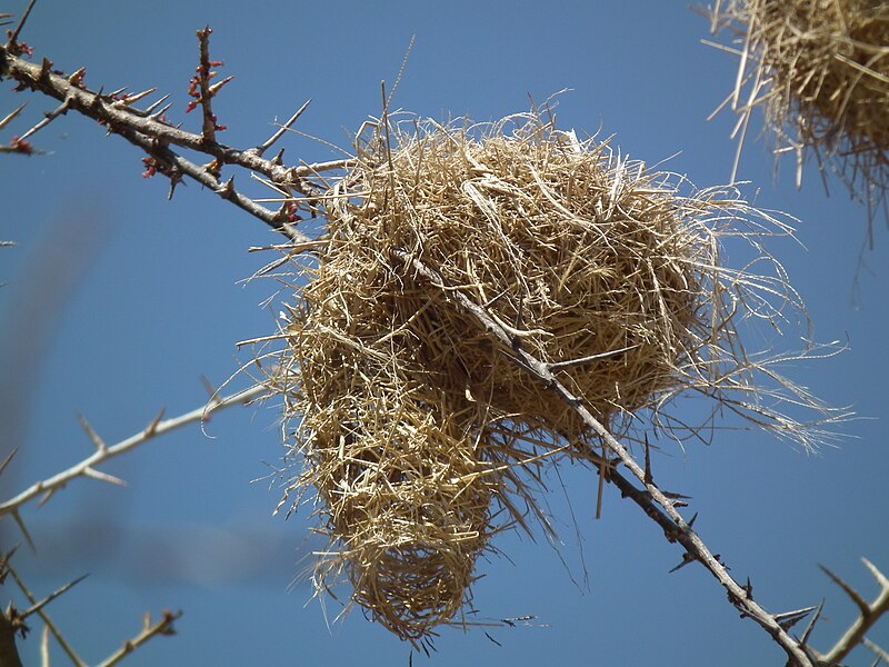 File:Birdnests in Tanzania 3632 Nevit.jpg