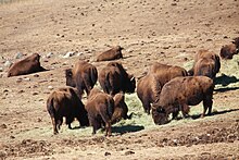 Herd of American bison at Genesee Park Bison herd at Genesee Park-2012 03 10 0600.jpg