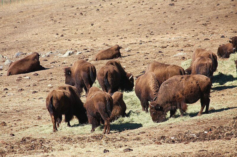 File:Bison herd at Genesee Park-2012 03 10 0600.jpg