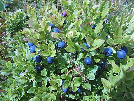 Bilberries are among the most abundant berries in much of the Nordic countries