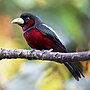 Thumbnail for Black-and-red broadbill