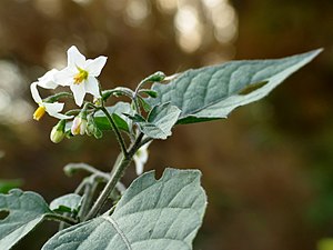 까마중(Solanum nigrum)