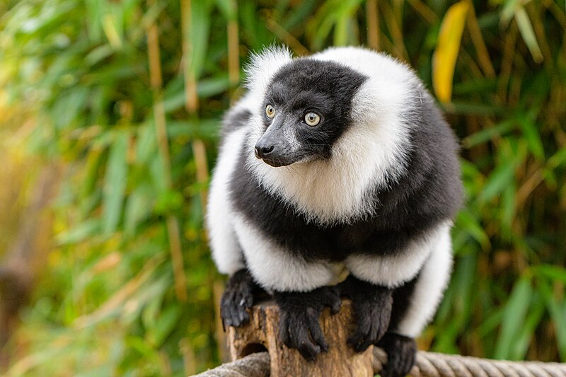 File:Black and white ruffed lemur - 51696137623.jpg