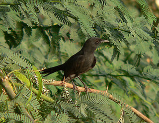 Black scrub robin