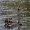 * Nomination Black swan (Cygnus atratus) --Charlesjsharp 11:52, 22 January 2024 (UTC) * Promotion  Support Good quality. --Ermell 16:11, 22 January 2024 (UTC)